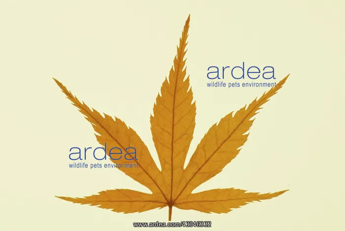 : Japanese Maple : Japanese Maple