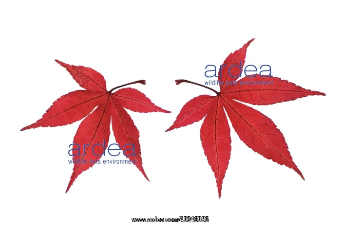 : Japanese Maple : Japanese Maple