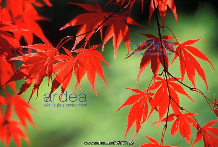 : Japanese Maple : Japanese Maple