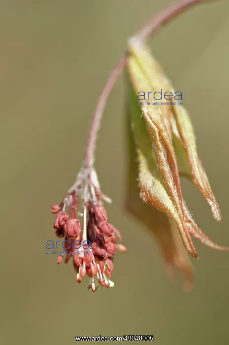 : Japanese maple : Japanese maple