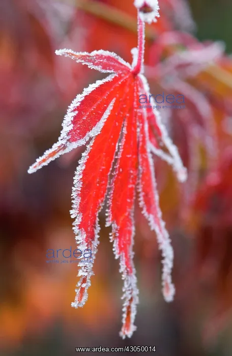 : Japanese Maple : Japanese Maple