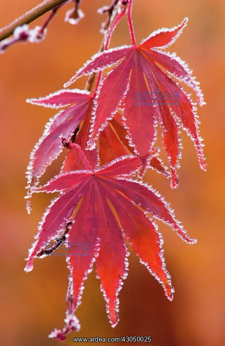  : Japanese Maple