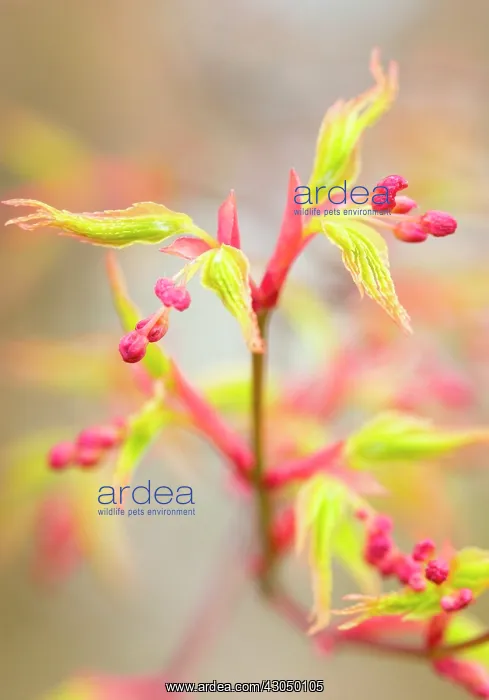 : Japanese Maple : Japanese Maple