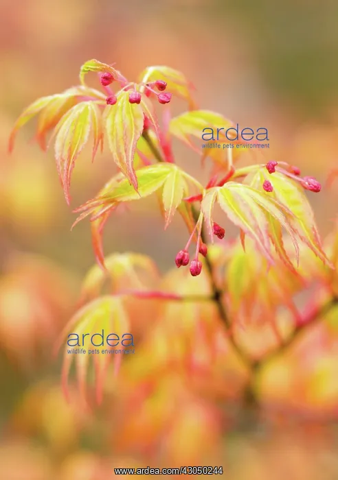 : Japanese Maple : Japanese Maple