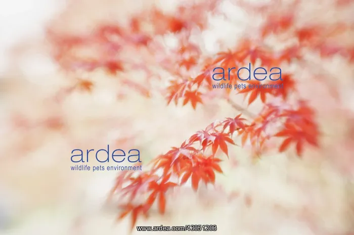 : Japanese maple : Japanese maple