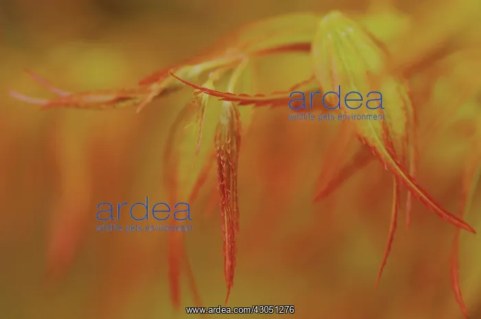 : Japanese Maple : Japanese Maple
