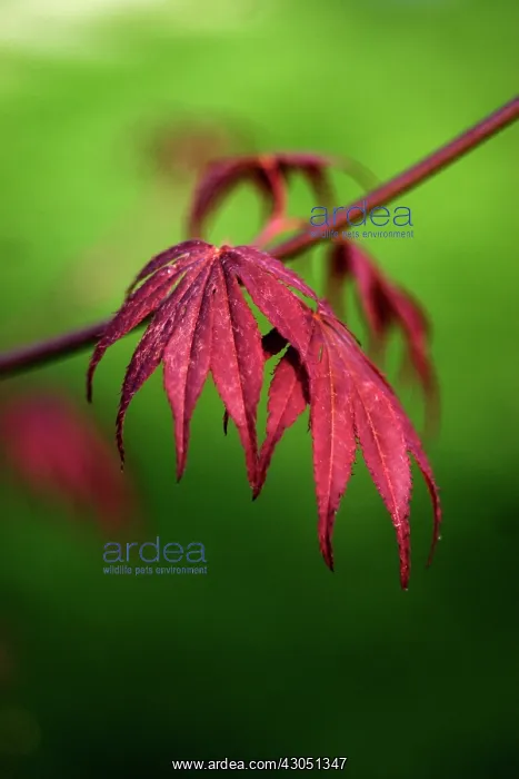  : Japanese Maple