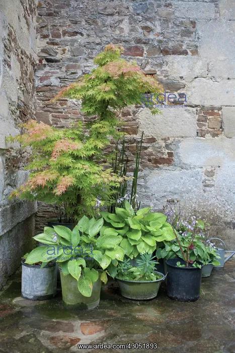 : Japanese Maple : Japanese Maple