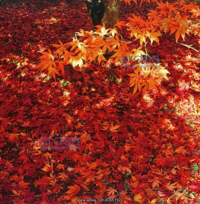 : Japanese Maple : Japanese Maple