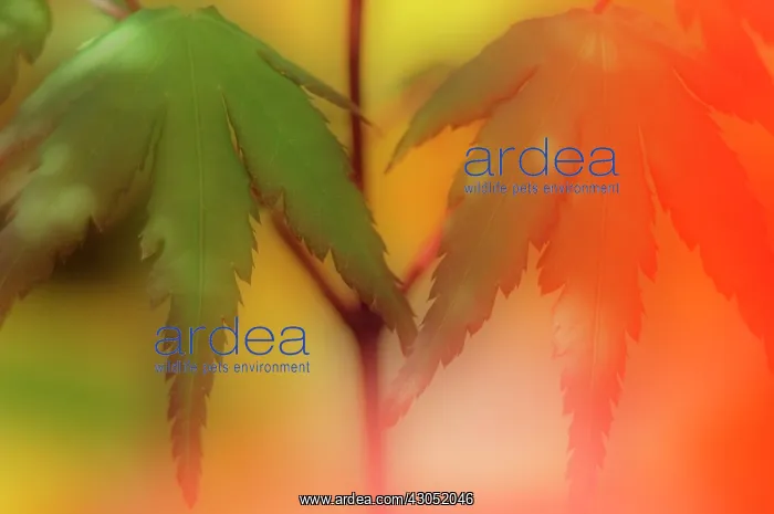 : Japanese Maple : Japanese Maple