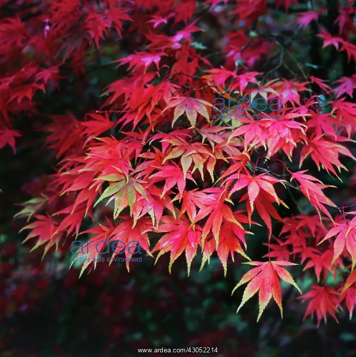 : Japanese Maple : Japanese Maple