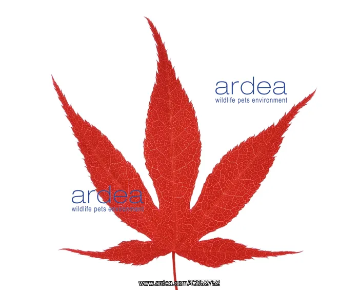 : Japanese Maple : Japanese Maple