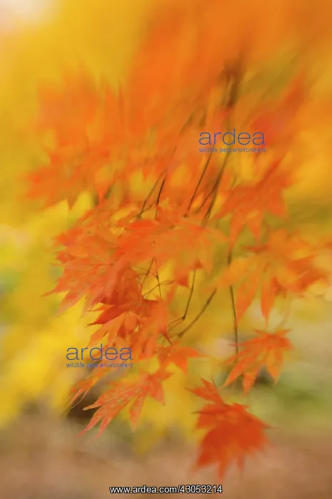 : Japanese Maple : Japanese Maple
