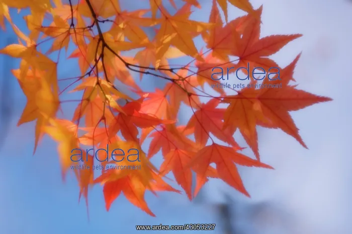 : Japanese Maple : Japanese Maple