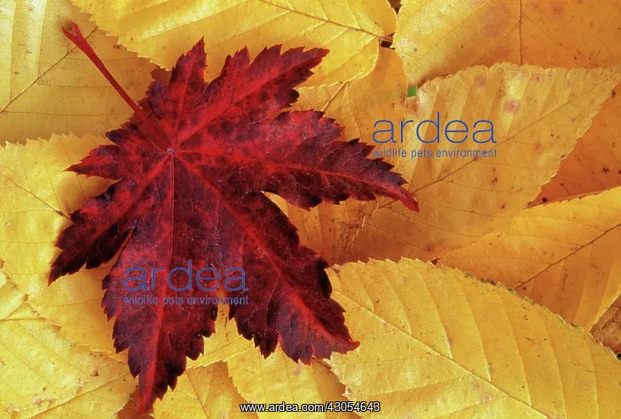 : Japanese Maple : Japanese Maple