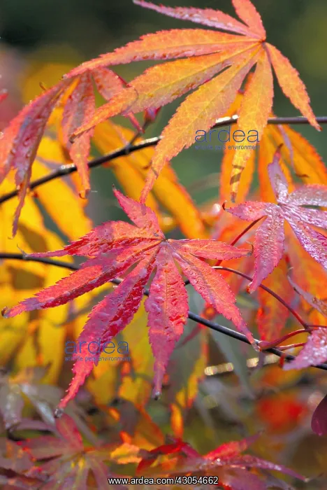 : Japanese Maple : Japanese Maple