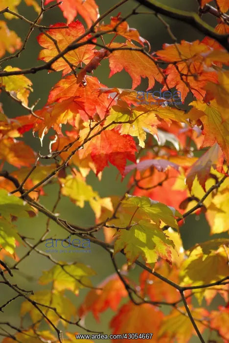 : Japanese Maple : Japanese Maple