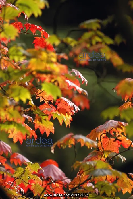 : Japanese Maple : Japanese Maple