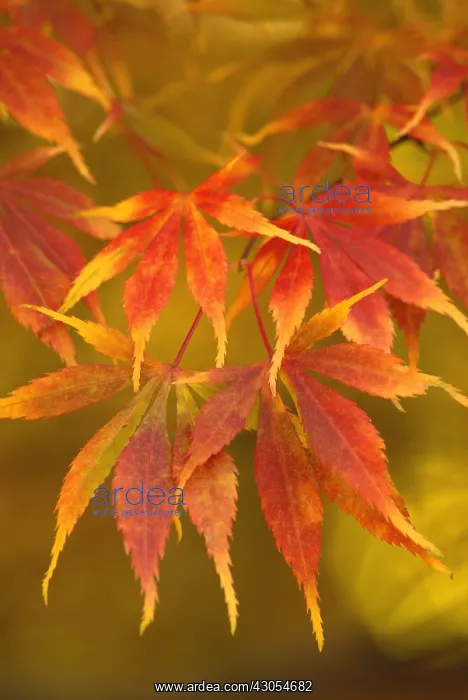 : Japanese Maple : Japanese Maple
