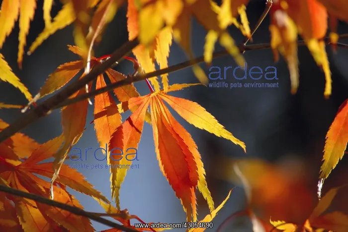 : Japanese Maple : Japanese Maple