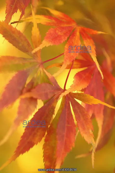 : Japanese Maple : Japanese Maple