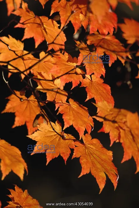 : Japanese Maple : Japanese Maple