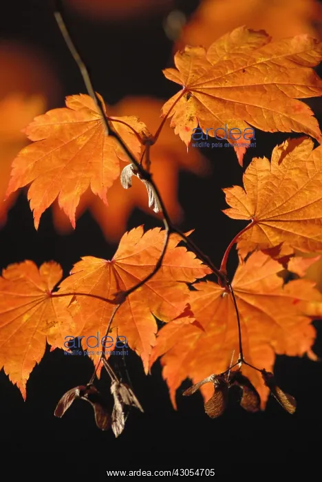 : Japanese Maple : Japanese Maple