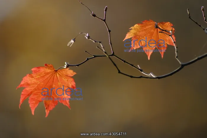 : Japanese Maple : Japanese Maple