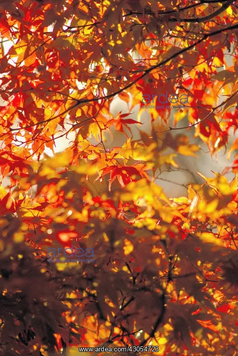 : Japanese Maple : Japanese Maple