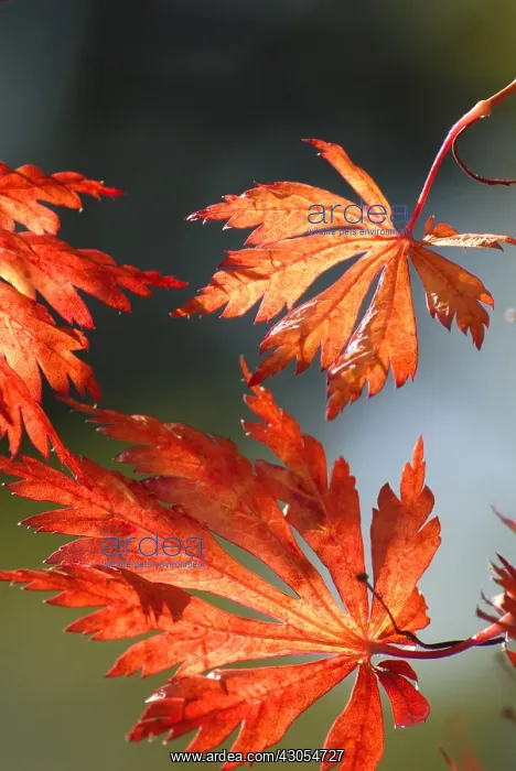 : Japanese Maple : Japanese Maple