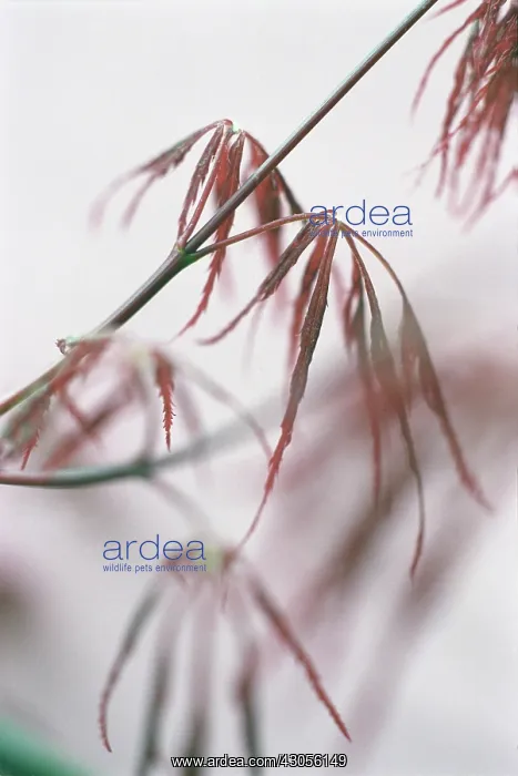 : Japanese Maple : Japanese Maple
