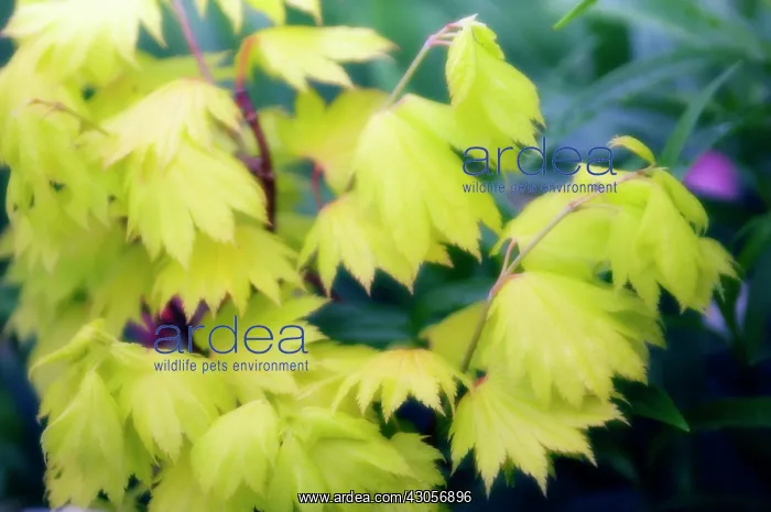 : Japanese Maple : Japanese Maple