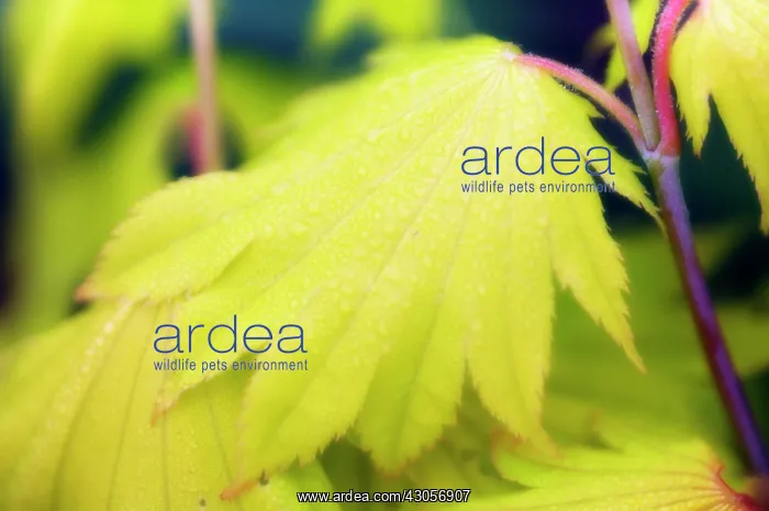 : Japanese Maple : Japanese Maple