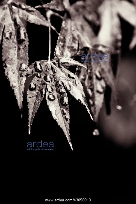 : Japanese Maple : Japanese Maple