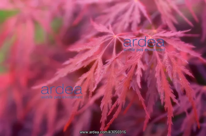 : Japanese Maple : Japanese Maple