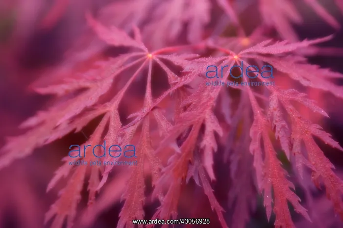 : Japanese Maple : Japanese Maple