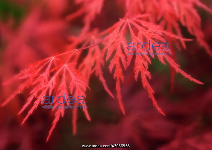 : Japanese Maple : Japanese Maple