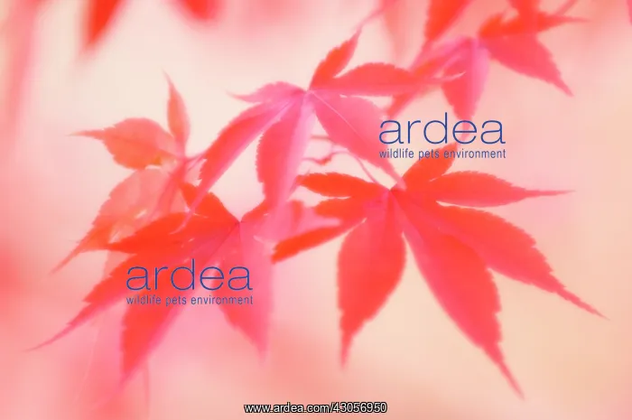 : Japanese Maple : Japanese Maple