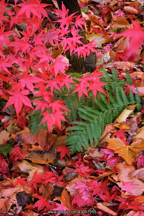  : Japanese Maple