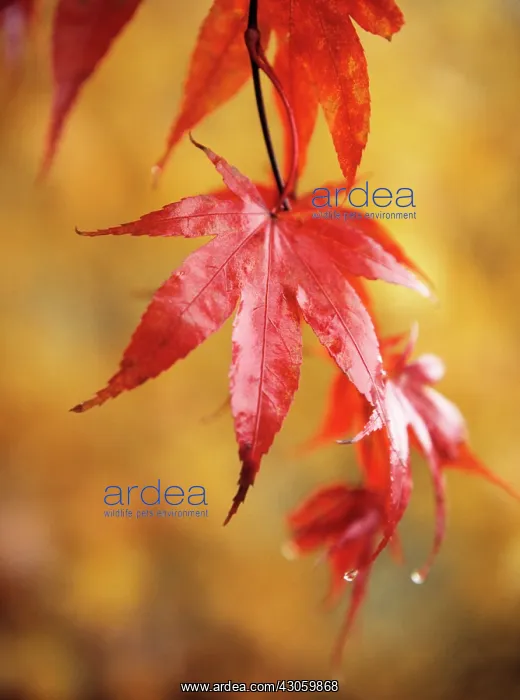 : Japanese Maple : Japanese Maple