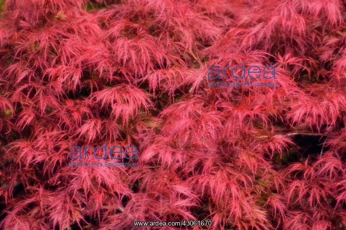 : Japanese maple : Japanese maple