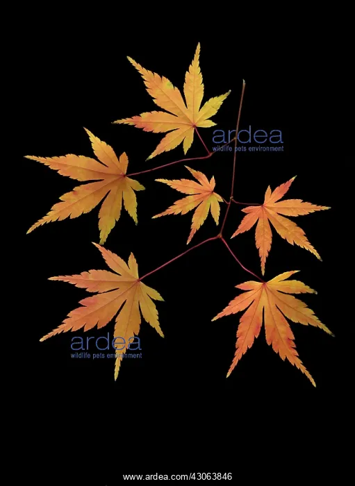  : Japanese Maple