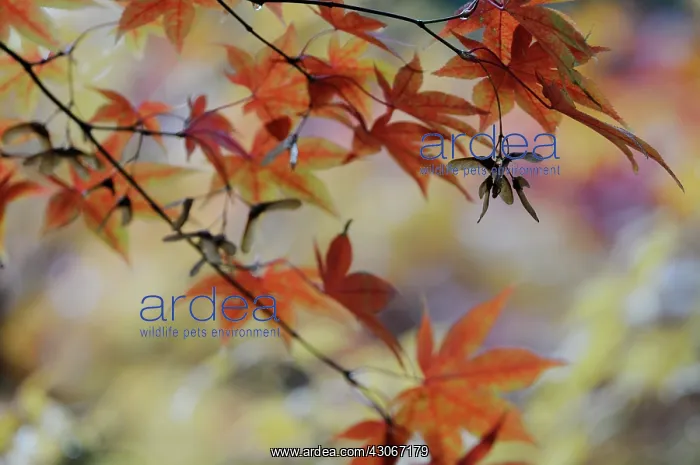 : Japanese maple : Japanese maple