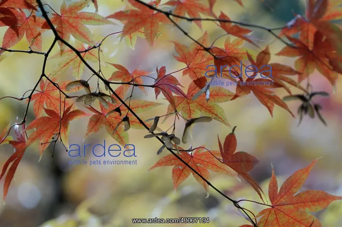 : Japanese maple : Japanese maple