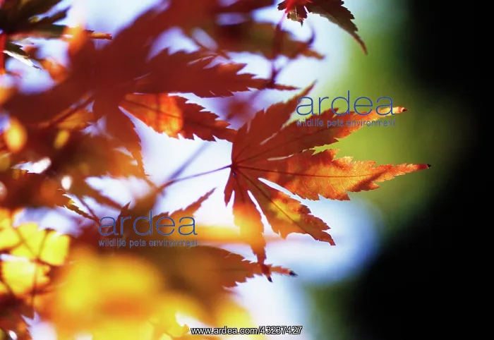 : Japanese Maple : Japanese Maple
