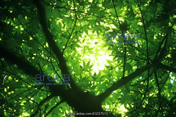 : Japanese Maple : Japanese Maple
