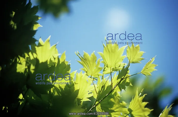 : Japanese Maple : Japanese Maple
