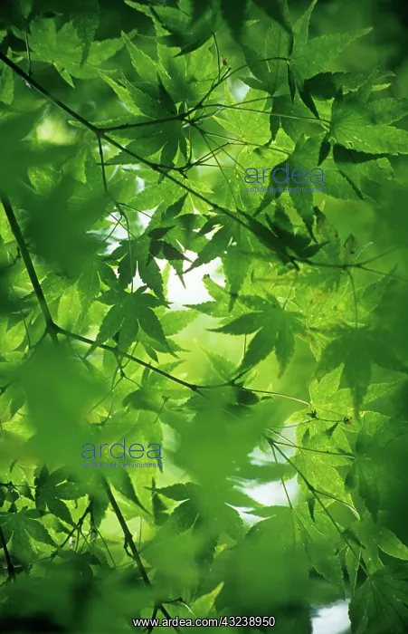 : Japanese Maple : Japanese Maple