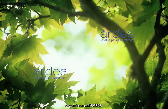: Japanese Maple : Japanese Maple