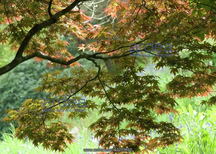 : Japanese Maple : Japanese Maple